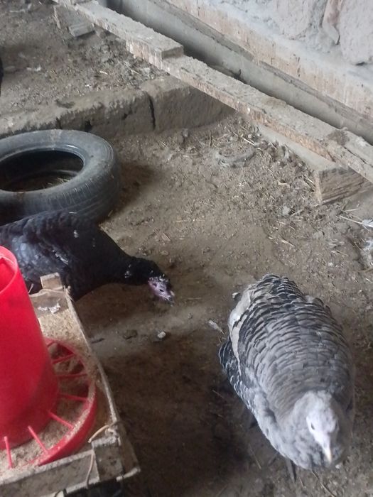 Kurk kurka sotiladi 5ta tuxumixam bor narxi 700ming sum