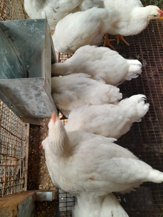 Продам бролерных курей