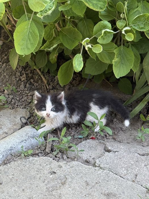 5 котенца търсят нов дом
