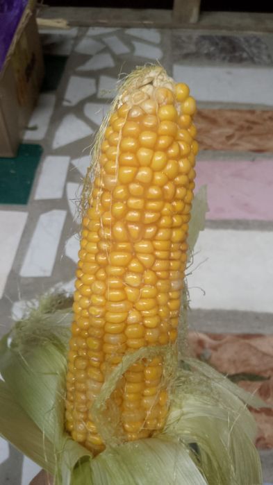 Сладкий кукуруза