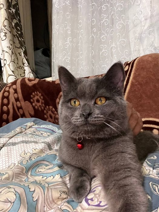 Juda chiroyli cat