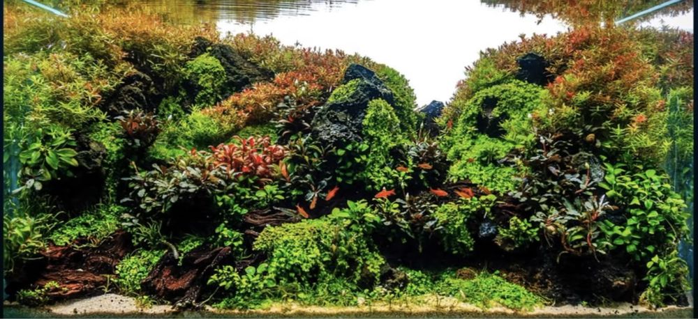 Акариумные растения