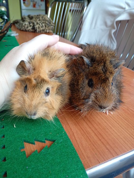 Porcușori de guineea