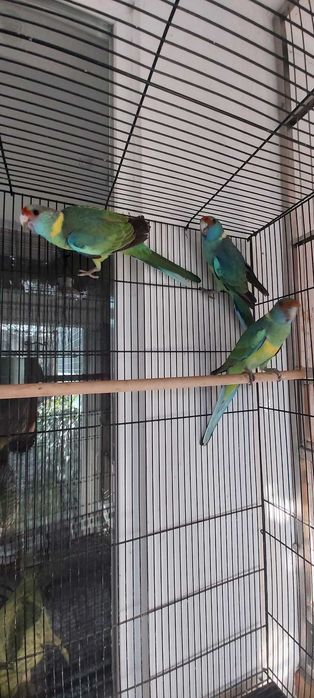 Papagali bernard , barnardius , kragen