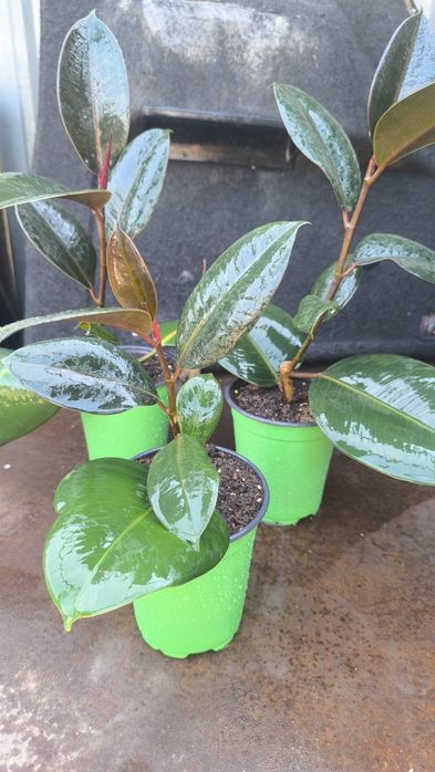 Фикусы (Бенжамина ,Мелани, Абиджан,)