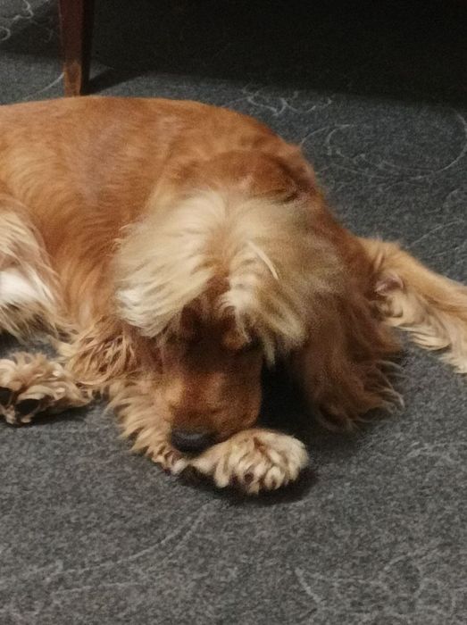 Здравствуйте ищу ищем сучку для кабеля