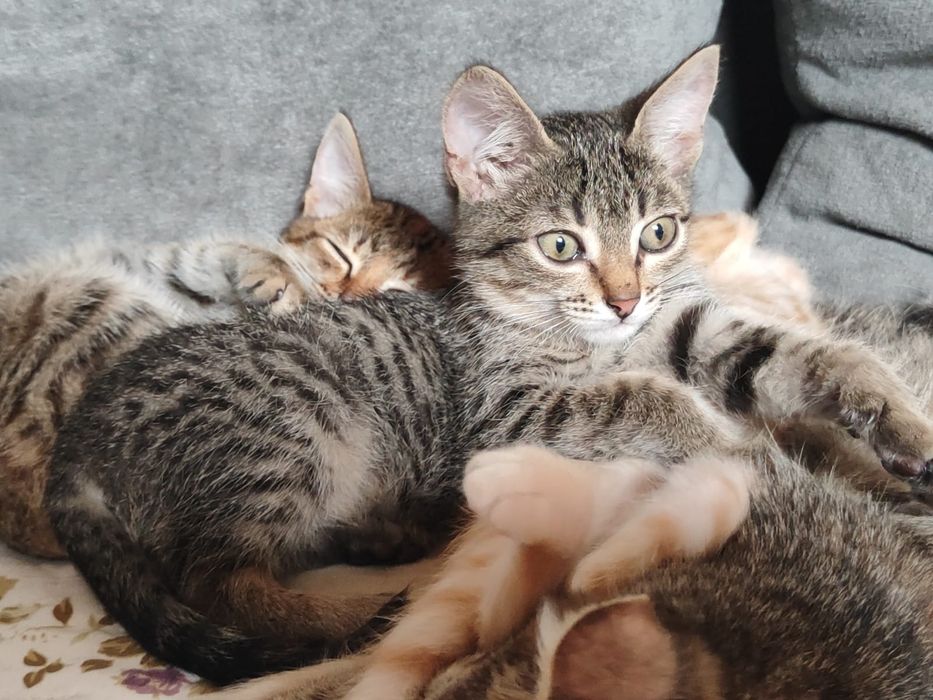 Котята мальчики бауырластар 2