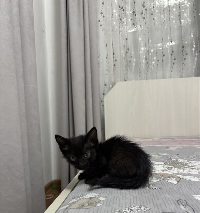 Черный котенок в ДОБРЫЕ РУКИ