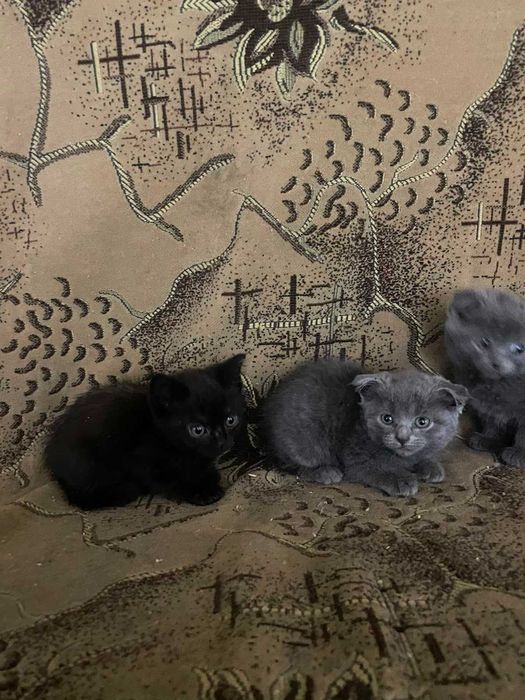 Продам Котят Британские