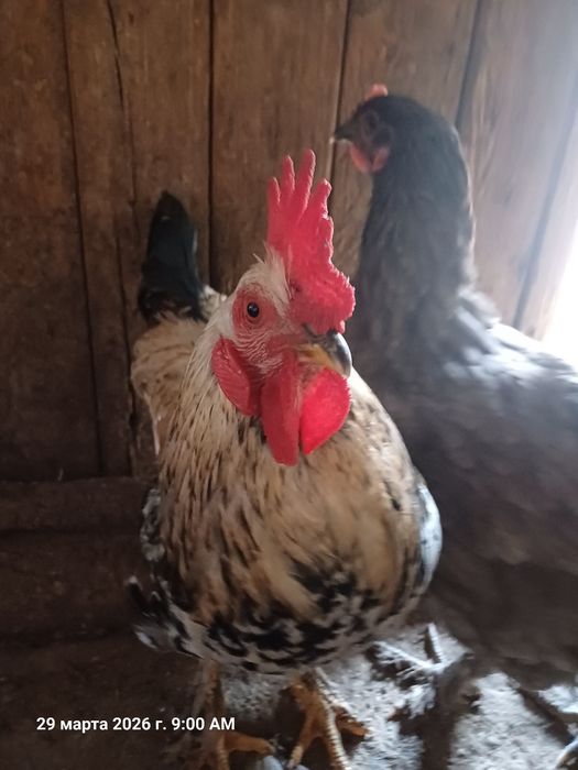 Кораз сатылады срочно