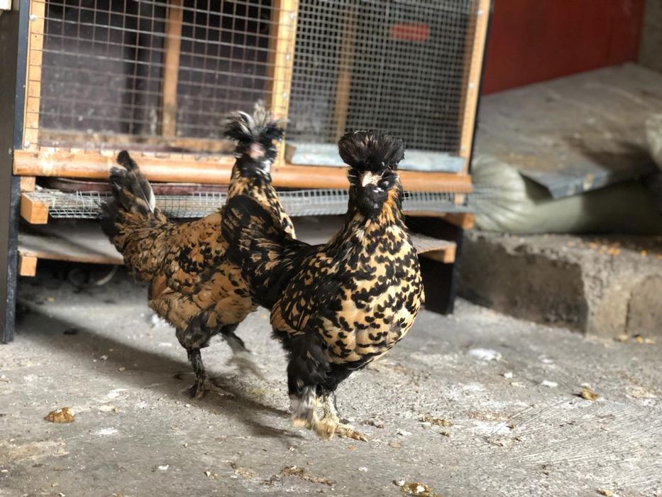 Инкубационные  яйца