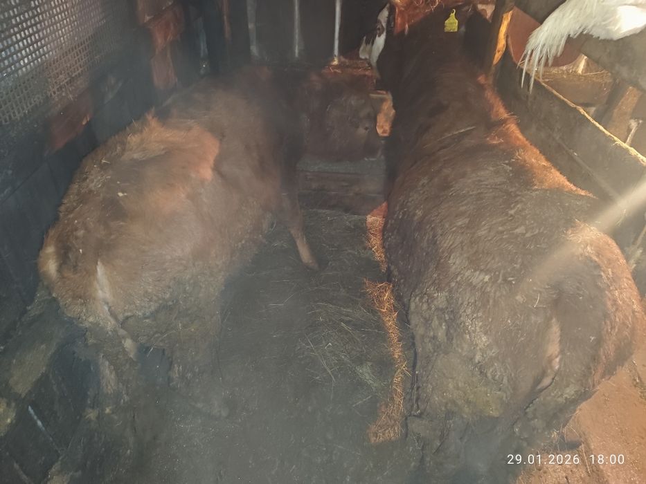 Продам  2 телок.