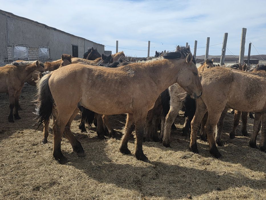 Мұғалжар тұқымы Құнандар сатамын