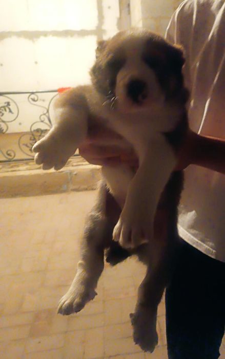 Боец сатылады кушик