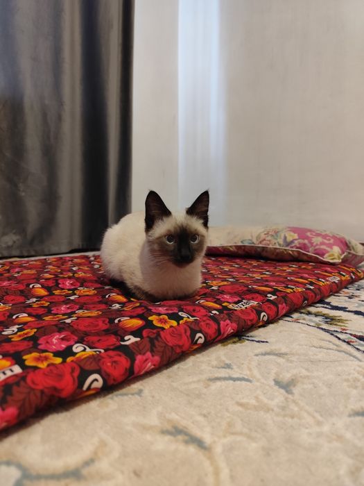 Сиамский кот примерно 6 месяцев