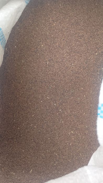 Vând sămânța ghizdei