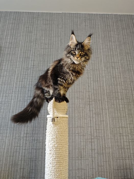 Котенок Мейн кун