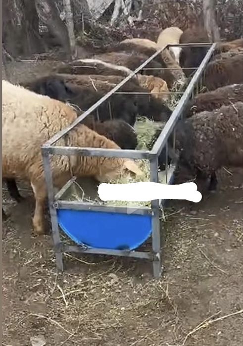 Кормушка, Астау для баранов