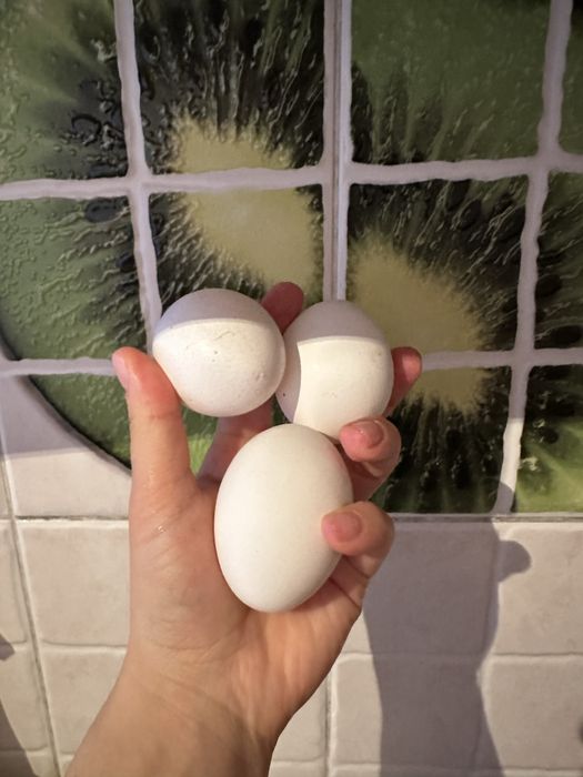 Куры несушки  на яйца