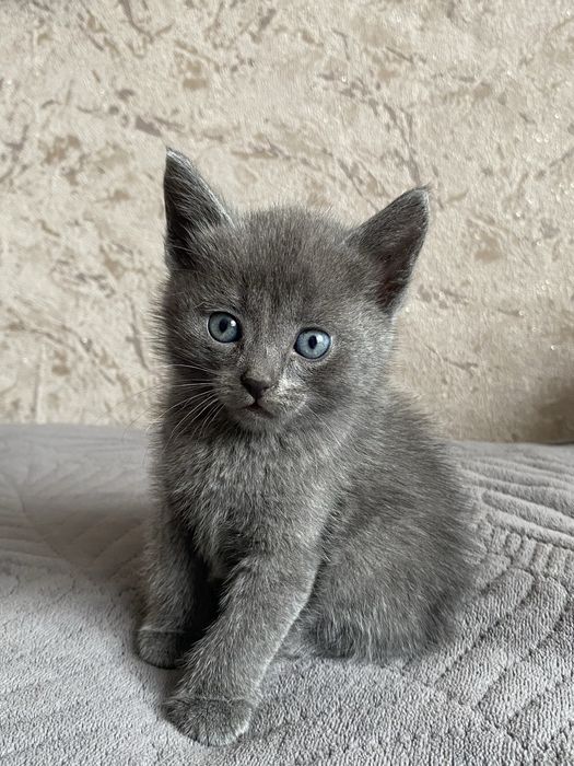 Продам Котят британцев