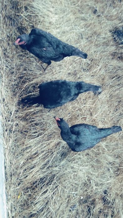 Kurk dakan tovuq sotiladi