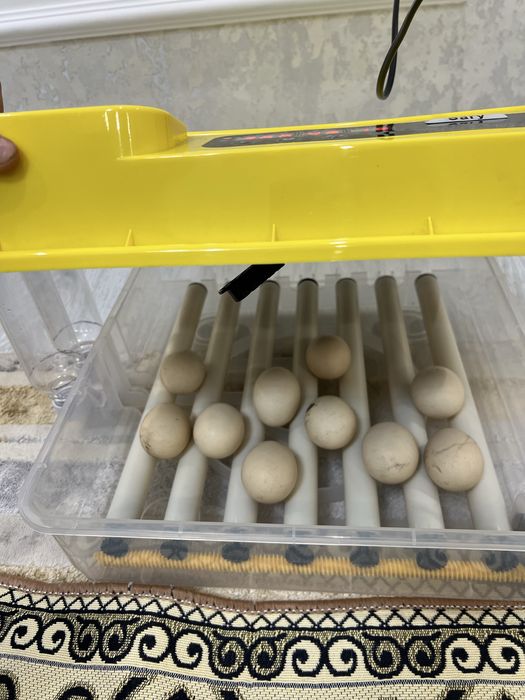 Продам инкубатор «SARY”