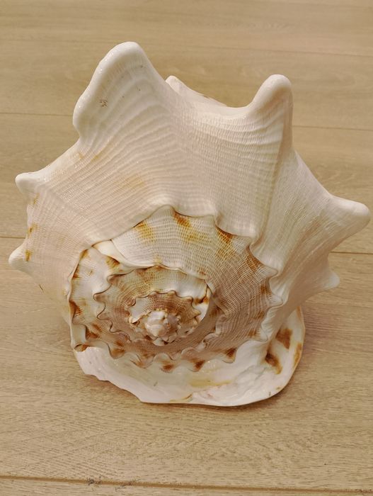 Vând scoica  naturală masivă 25 cm