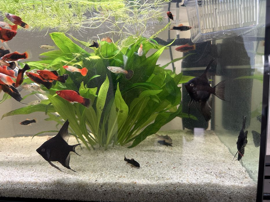 Acvariu complet echipat