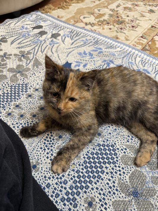 Ищем кошечкам добрые руки