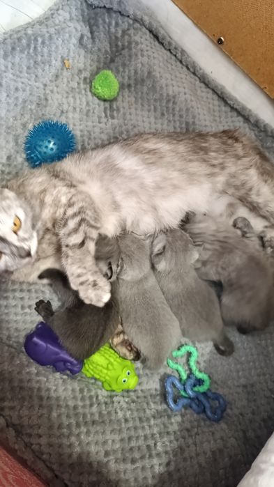 Продам шотландские вислоушки