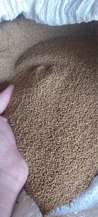 Жоңышқа ұрық