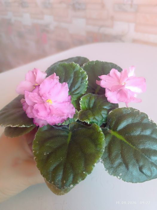 Фиалка Rebels rose bud