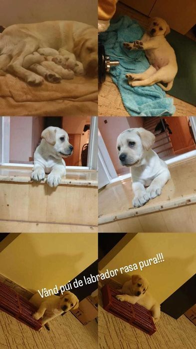 vand pui labrador 8 saptamani, sanatosi, jucausi, adorabili