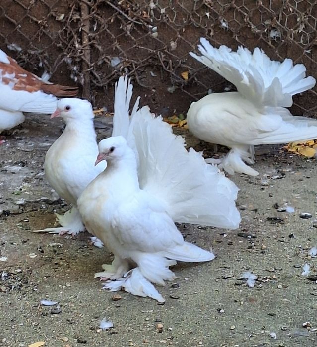 Porumbei de rasă si turturele razatoare