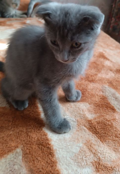 Продам вислоухих котят