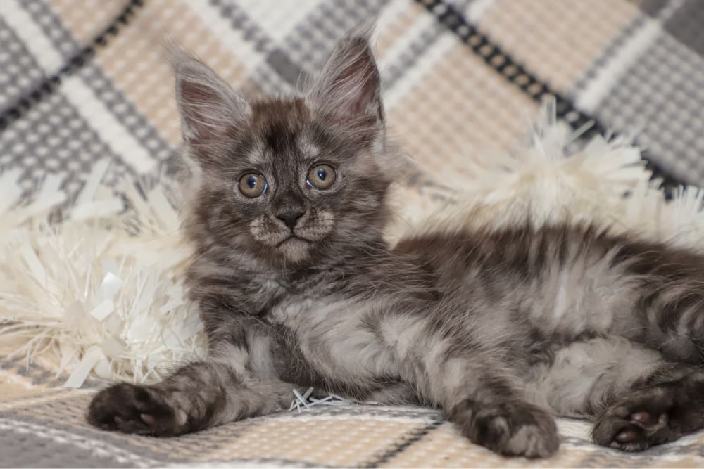 Кошечка мейн кун окраса черный дым