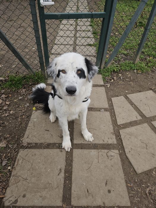 Бруно търси своя дом!