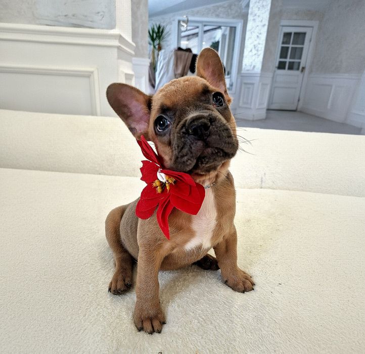 Fetita Bulldog Francez