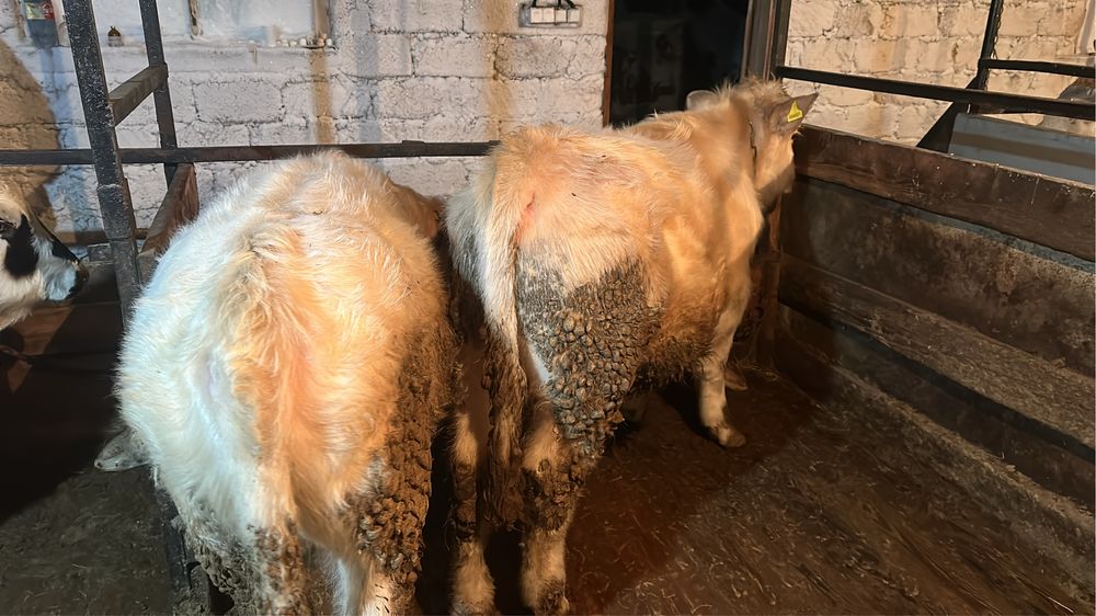 Аулиекол бұқа сатылады