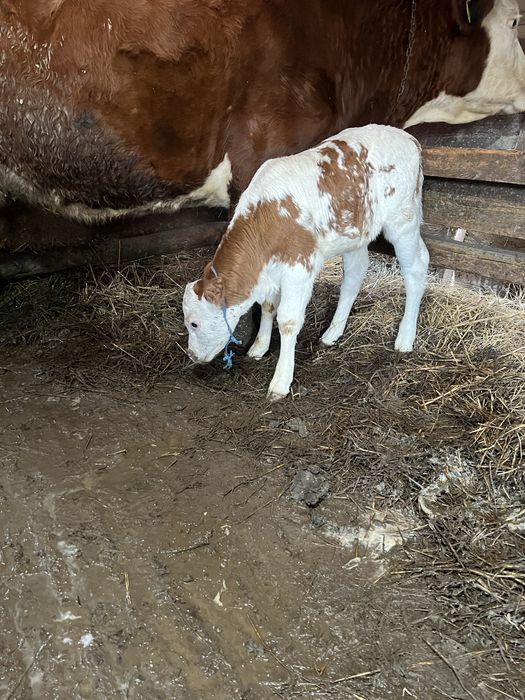 Vând 2 vițele in loc Sâncel jud Alba