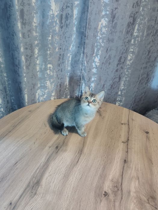 Котята от Шиншиллы