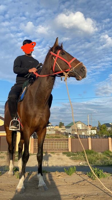 Пол кров айгыр сатылады