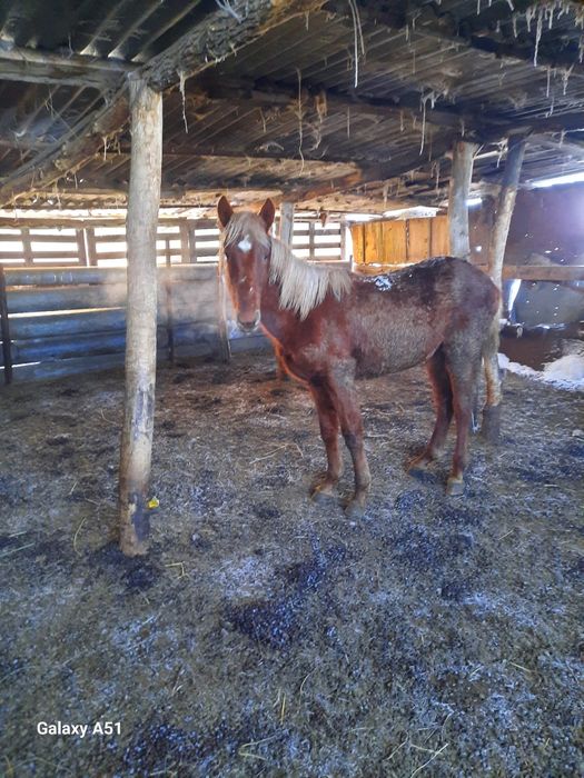 Продаётся жеребенок