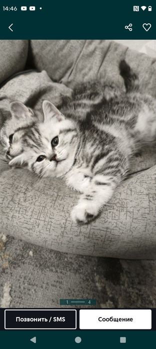 Продам шотландских котят .