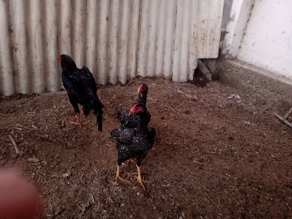 Dakan xoʻroz va tovuq