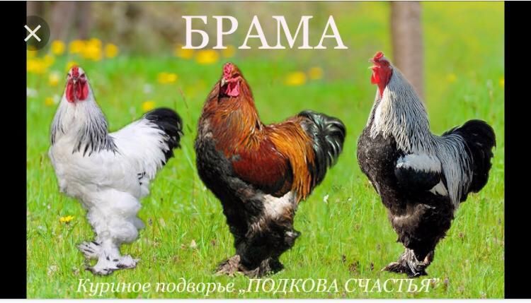 Цыплята Чистопородной Брамы