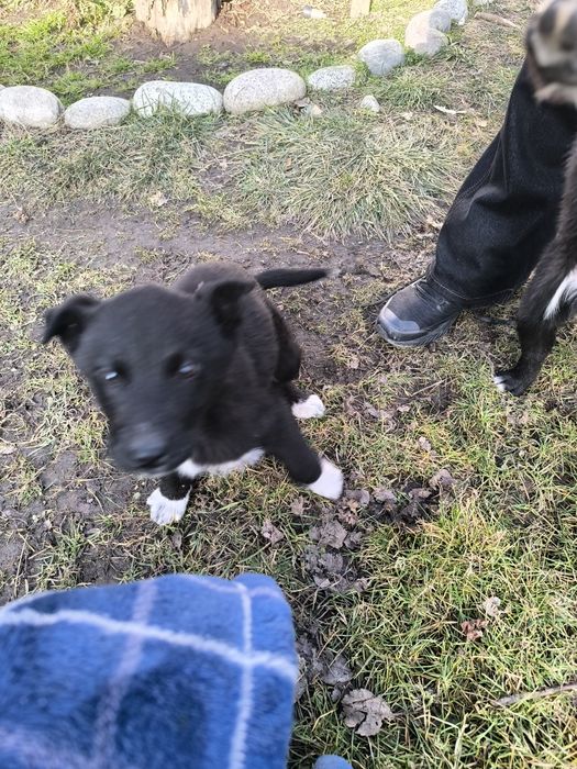 Отдам щенков в хорошие руки