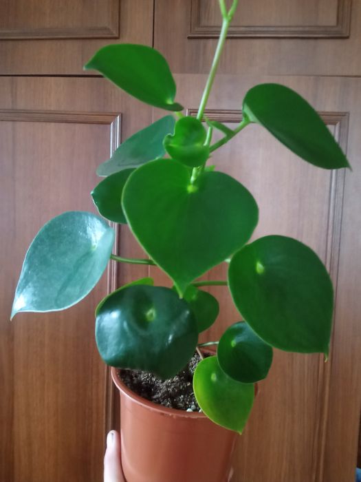 Пеперомия шефлера