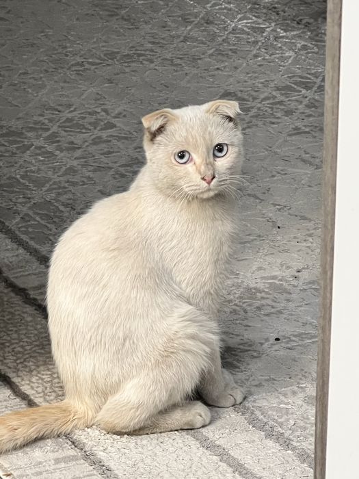 Отдам кошку красивую