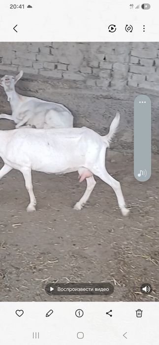 Zanin zotli echki sotiladi 1chi qorin 1.5litr